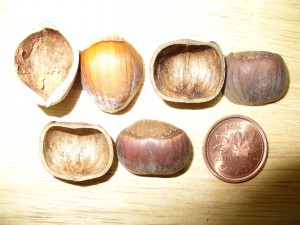 noisettes noisetier amricain vs corylus avellana